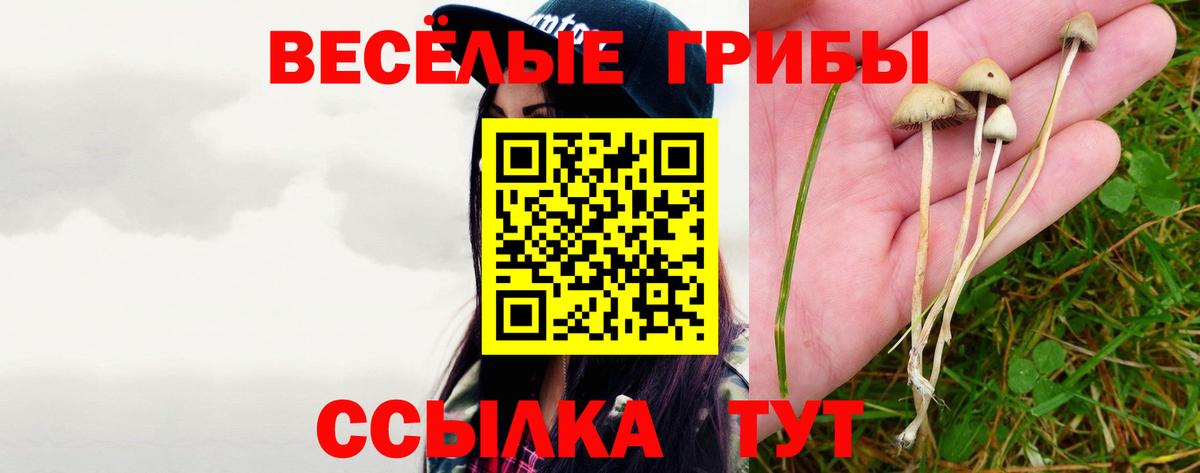 Псилоцибиновые грибы Psilocybe Балабаново